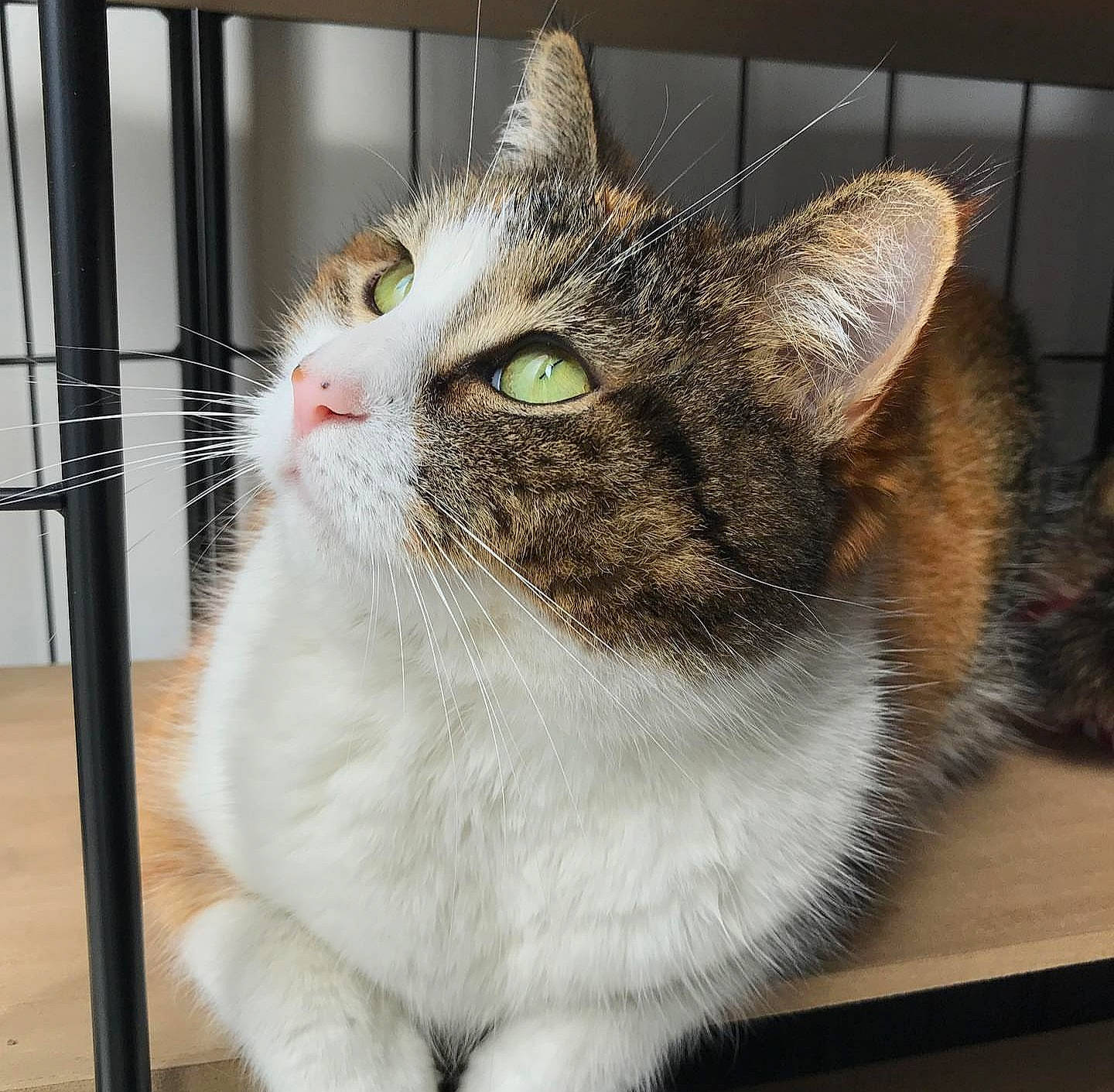 Sucre D'Orge participe au concours pour gagner de l'argent avec cette photo : aegean_cat, american_shorthair, american_wirehair, animal_shelter, asian, australian_mist, british_semi_longhair, carnivore, cat, domestic_short_haired_cat, european_shorthair, eye, felidae, fur, mammal, polydactyl_cat, small_to_medium_sized_cats, snout, tabby_cat, whiskers