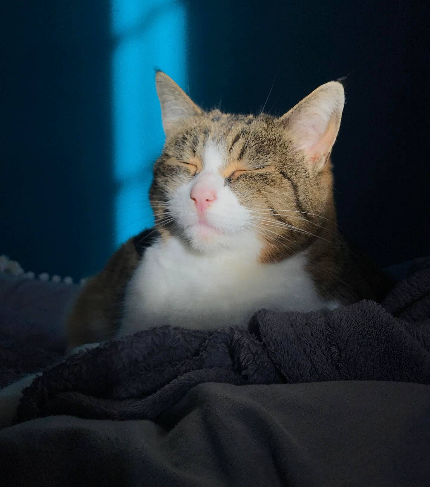 Minette participe au concours pour gagner de l'argent avec cette photo : aegean_cat, american_wirehair, carnivore, cat, domestic_short_haired_cat, european_shorthair, felidae, fur, kitten, polydactyl_cat, sky, small_to_medium_sized_cats, tabby_cat, whiskers