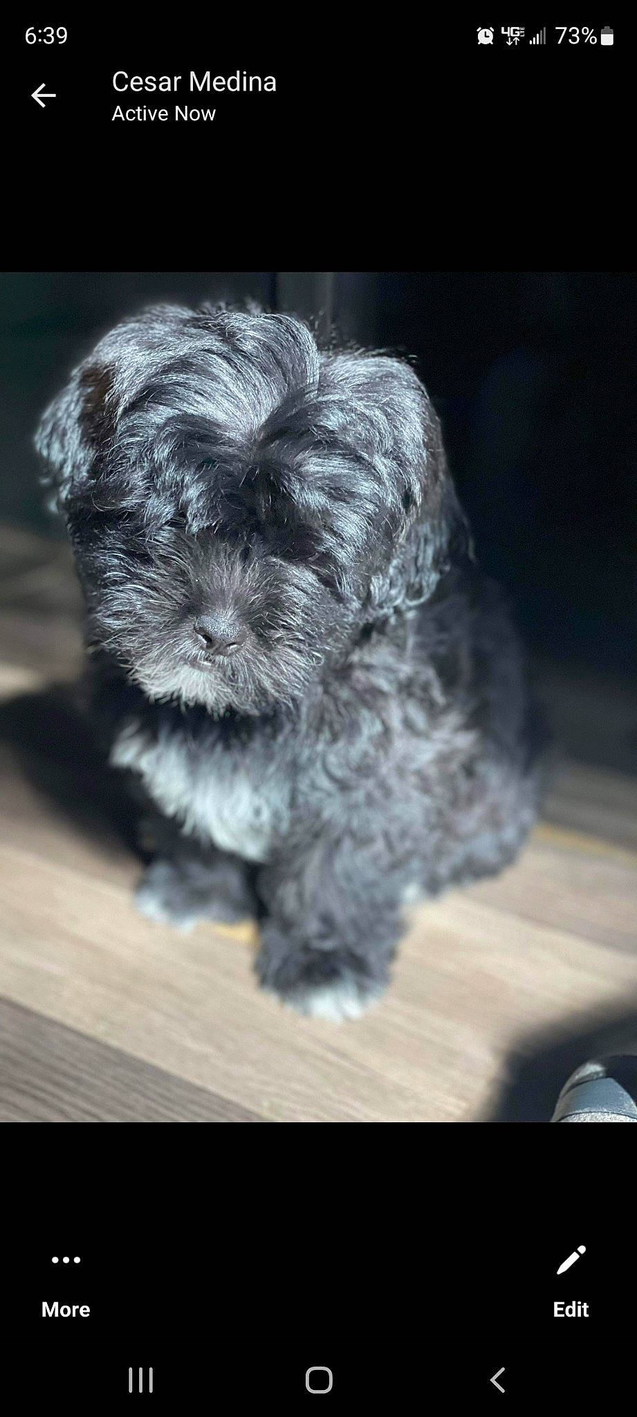 Gordy joined the competition — help win amazing prizes! canidae, carnivore, companion_dog, dog, dog_breed, dog_supply, font, fur, liver, maltepoo, paw, small_terrier, snout, sporting_group, terrestrial_animal, terrier, toy_dog, whiskers, wood, working_animal