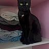 Zelda participe au concours pour gagner de l'argent avec cette photo : animal, black_cat, cat, clothes, cozy, curious, domestic_animal, feline, folded_clothes, furniture, green_eyes, indoors, pet, pink_wall, portrait, quiet, resting, shelf, sitting, stack