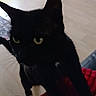 animal, black_cat, cat, close_up, cozy, curious, domestic_cat, ears, feline, floor, home, indoor, light_wood_floor, looking_up, paws, pet, red_blanket, soft_texture, whiskers, yellow_eyes