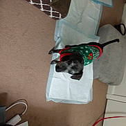 Alvin Benfield joined the competition — help win amazing prizes! audio_equipment, bag, canidae, carmine, carnivore, companion_dog, dog, dog_breed, dog_supply, electrical_wiring, fawn, felidae, flooring, gadget, pet_supply, small_to_medium_sized_cats, sporting_group, tail, wire, working_animal