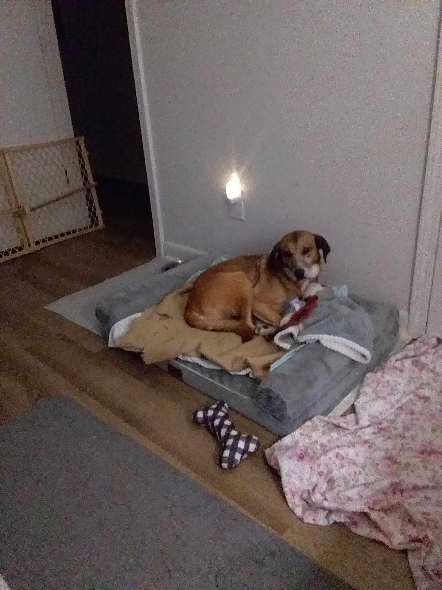 Cain joined the competition — help win amazing prizes! dog, bed, blanket, toy, floor, wall, baby_gate, indoor, wood_floor, cushion, brown_dog, resting, pet, comfort, cozy, relaxing, home, dim_light, sleeping_area, animal