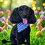 Archie joined the competition — help win amazing prizes! dog, poodle, black_dog, bandana, grass, easter_eggs, bunny, flower, bokeh, outdoor, spring, cute, pet, portrait, animal, smiling, tongue_out, colorful, decorations, nature