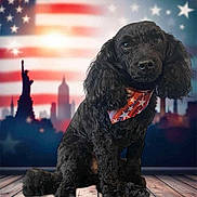 Archie joined the competition — help win amazing prizes! dog, poodle, black_dog, bandana, patriotic, american_flag, statue_of_liberty, new_york_skyline, stars, wooden_floor, indoor, portrait, pet, animal, cute, sitting, fur, background, holiday, celebration