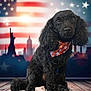 dog, poodle, black_dog, bandana, patriotic, american_flag, statue_of_liberty, new_york_skyline, stars, wooden_floor, indoor, portrait, pet, animal, cute, sitting, fur, background, holiday, celebration