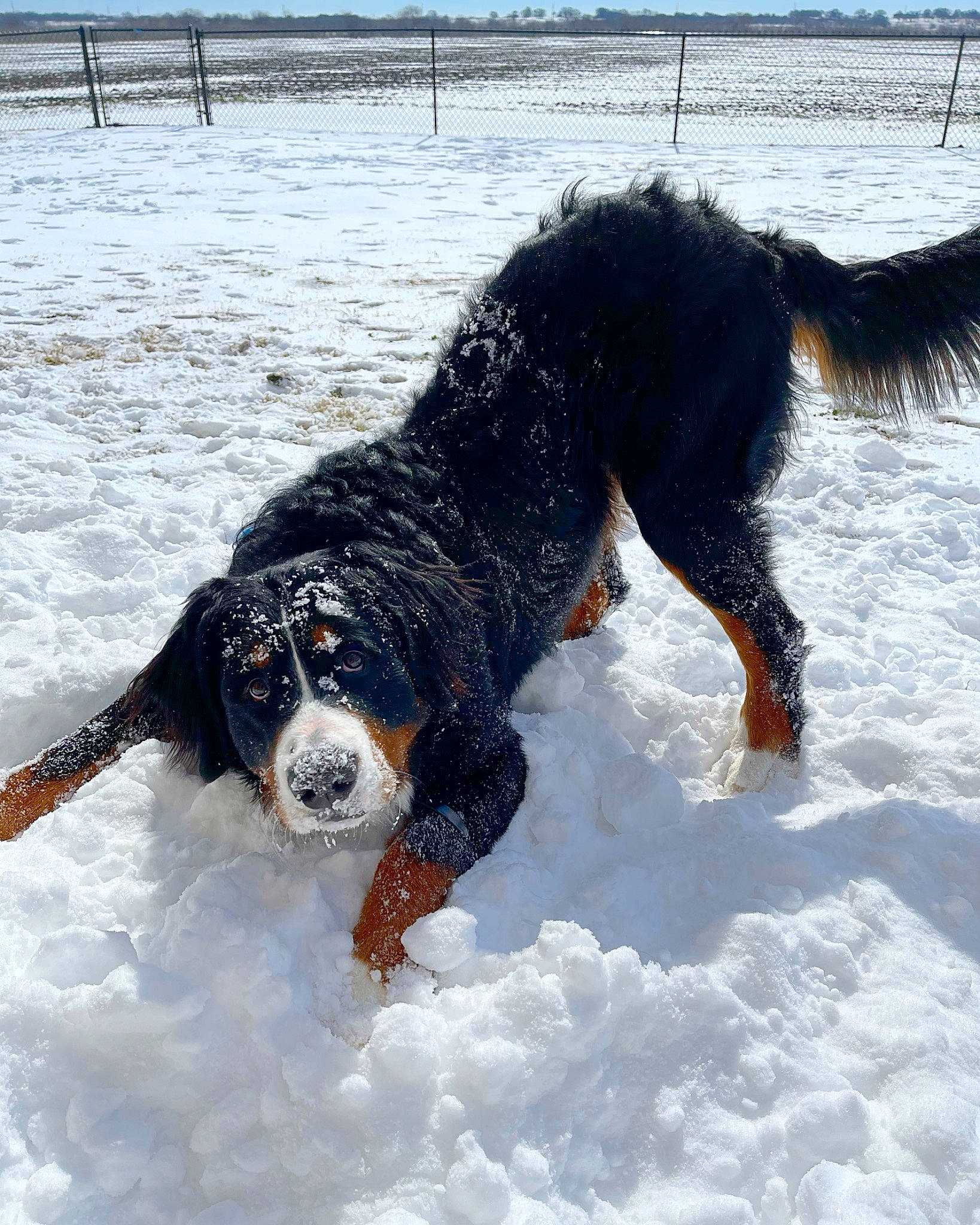 Stark joined the competition — help win amazing prizes! canidae, carnivore, collar, companion_dog, dog, dog_breed, dog_supply, freezing, fur, giant_dog_breed, guard_dog, hunting_dog, paw, snout, snow, sporting_group, tail, winter, working_animal, working_dog
