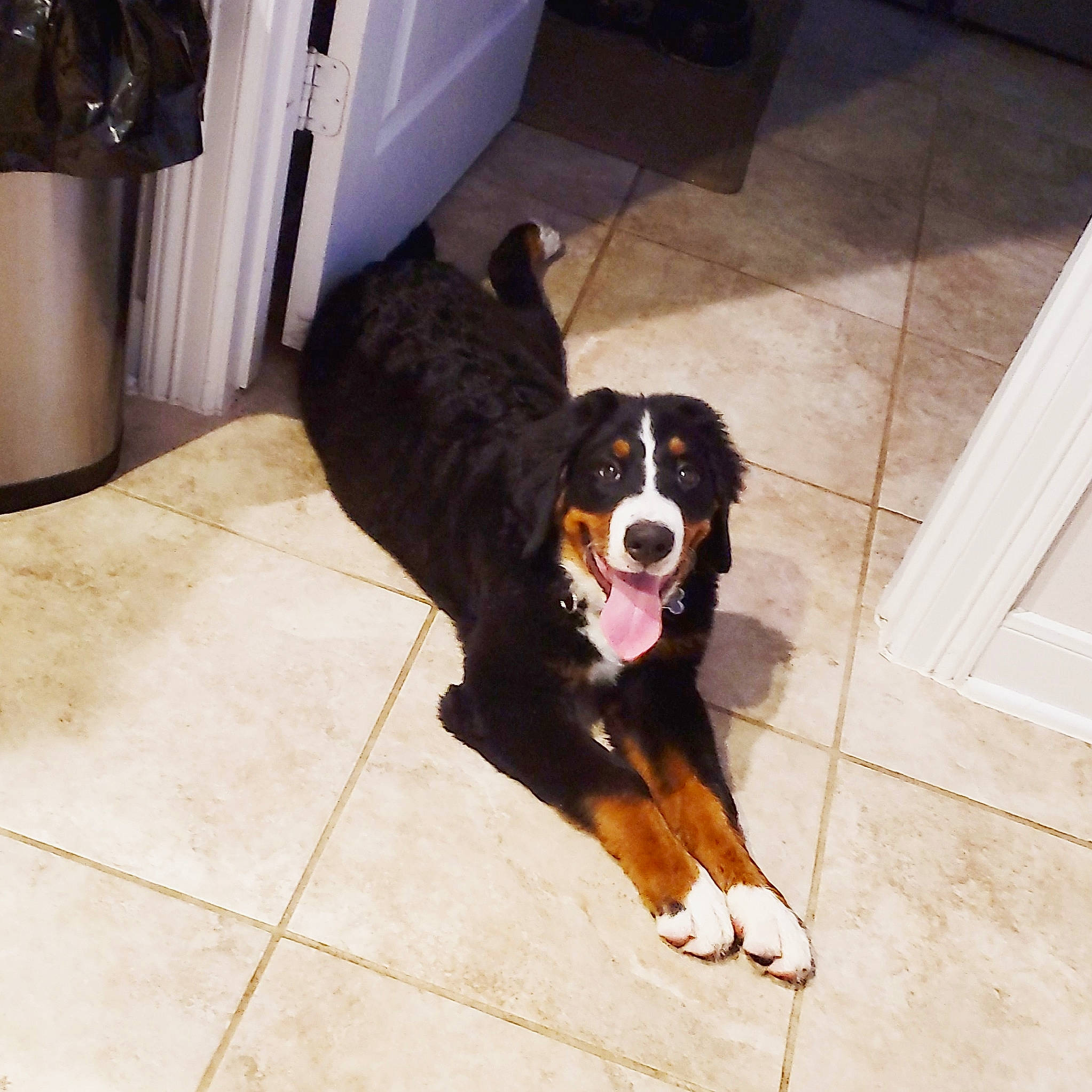 Stark joined the competition — help win amazing prizes! bernese_mountain_dog, brown, canidae, carnivore, companion_dog, dog, dog_breed, floor, flooring, fur, home_appliance, laminate_flooring, mammal, snout, sporting_group, tile, tile_flooring, vertebrate, working_animal, working_dog