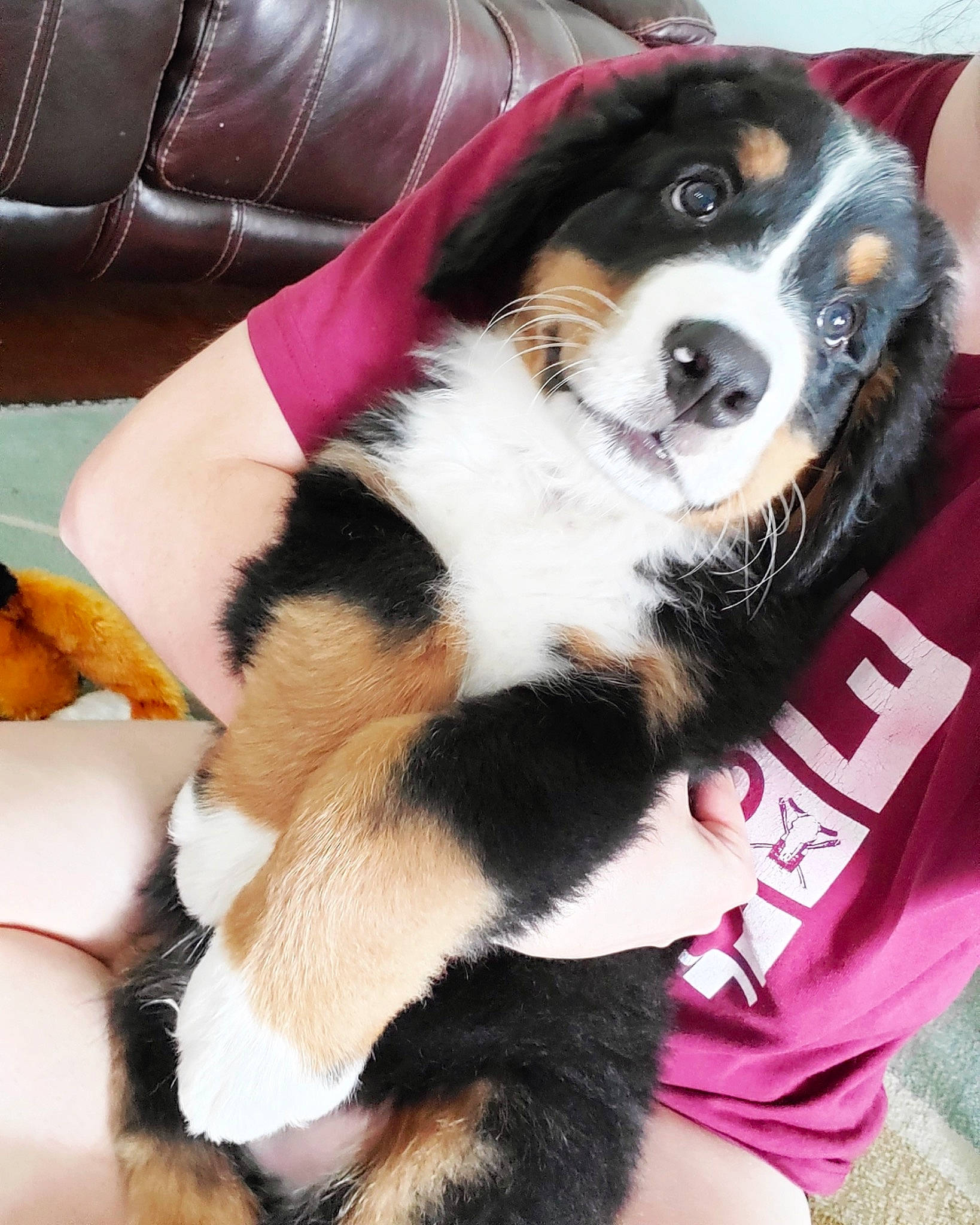 Stark is registered to the contest to win money with this photo: beaglier, bernese_mountain_dog, carnivore, companion_dog, couch, dog, dog_breed, dog_supply, fur, greater_swiss_mountain_dog, paw, pet_supply, puppy, snout, sporting_group, studio_couch, vertebrate, whiskers, working_animal, working_dog