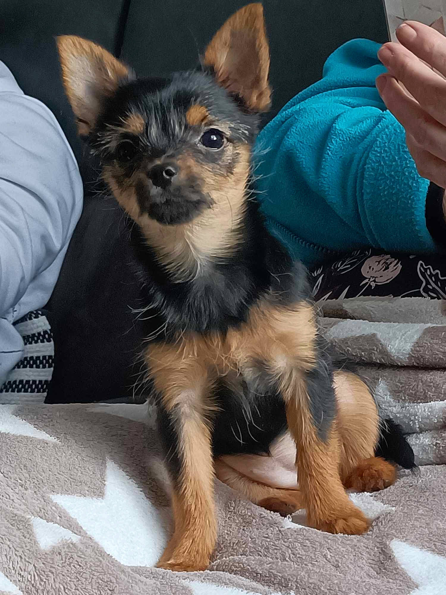 Mya a rejoint le concours — aidez-le/la à gagner de superbes lots ! canidae, carnivore, companion_dog, corgi_chihuahua, dog, dog_breed, electric_blue, fawn, fur, puppy, sitting, snout, sporting_group, terrestrial_animal, thumb, toy_dog, whiskers, working_animal, working_dog, wrist