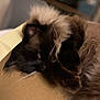 cat, fluffy, sleeping, cardboard_box, indoor, pet, feline, cozy, closeup, whiskers, fur, relaxed, cute, domestic_animal, mammal, resting, soft, brown, black, animal