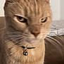 Grover is registered to the contest to win money with this photo: cat, feline, pet, beige, collar, bell, closeup, indoor, couch, fur, whiskers, ears, face, animal, domestic, expression, blurred, background, sitting, household