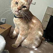 Grover is registered to the contest to win money with this photo: cat, orange_cat, pet, indoor, collar, feline, curious, sitting, soft_surface, box, fireplace, light, whiskers, ears, head_tilt, domestic_animal, fur, cute, animal, home