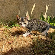 Solem participe au concours pour gagner de l'argent avec cette photo : kitten, cat, young_animal, tabby, outdoor, grass, dry_grass, sunlight, shadow, wall, plant, curious, small_animal, nature, pet, feline, exploring, young_cat, animal, daylight
