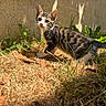 Solem participe au concours pour gagner de l'argent avec cette photo : kitten, cat, tabby, grass, dry_grass, outdoor, sunlight, wall, plants, leaves, young_animal, curious, small_animal, nature, pets, animal, feline, cute, alert, daylight