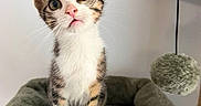 Solem participe au concours pour gagner de l'argent avec cette photo : kitten, cat, pet, animal, cute, curious, wide_eyes, plush_bed, fuzzy_toy, indoor, domestic, small, young, feline, whiskers, ears, fur, playful, soft, cozy