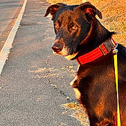 Olaf participe au concours pour gagner de l'argent avec cette photo : dog, black_dog, collar, leash, sidewalk, sunlight, golden_hour, outdoor, pet, canine, road, grass, nature, walking, animal, evening, pavement, street, closeup, portrait