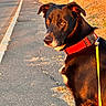 dog, black_dog, collar, leash, sidewalk, sunlight, golden_hour, outdoor, pet, canine, road, grass, nature, walking, animal, evening, pavement, street, closeup, portrait