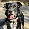 dog, black_dog, white_chest, red_collar, panting, outdoor, sunlight, close_up, animal, pet, happy, tongue_out, ears_up, nature, blurred_background, canine, fur, nose, eyes, portrait