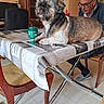 cabinet, chair, clothing, container, dog, face, floor, furniture, glass, glasses, hair, indoor, man, older_adult, pet, seated, slippers, table, tablecloth, wood