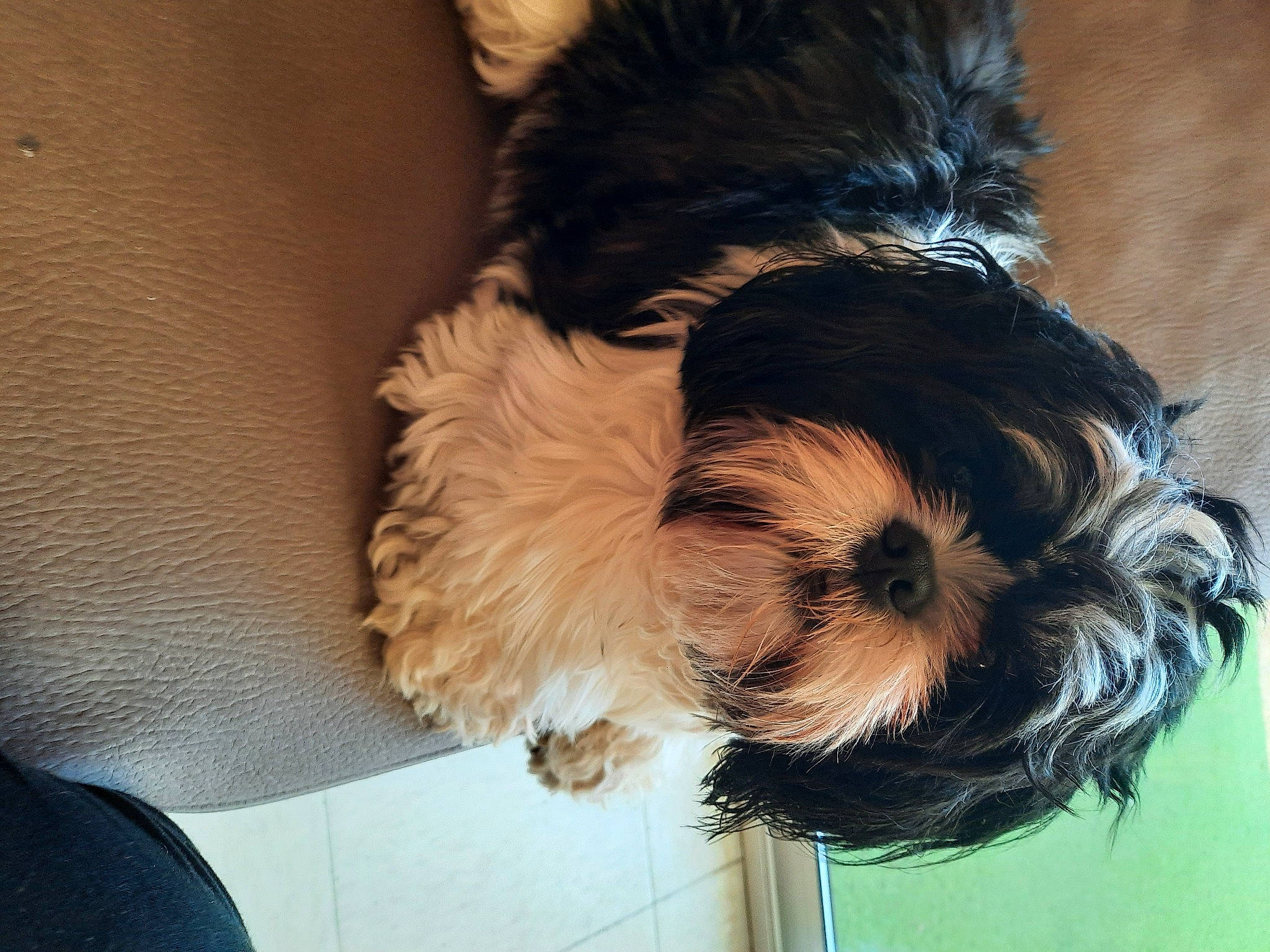 Shannel a rejoint le concours — aidez-le/la à gagner de superbes lots ! biewer_terrier, canidae, carnivore, comfort, companion_dog, dog, dog_breed, dog_supply, fawn, fur, liver, maltepoo, small_terrier, snout, sporting_group, terrier, toy_dog, water_dog, working_animal, yorkipoo