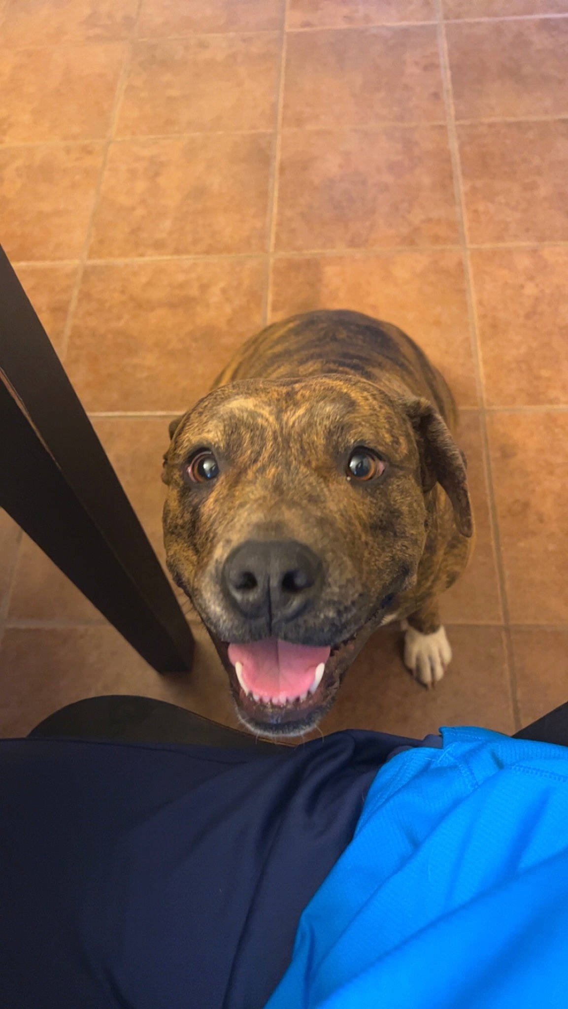 Luna is registered to the contest to win money with this photo: carnivore, companion_dog, dog, dog_breed, electric_blue, flesh, flooring, fur, hardwood, liver, natural_material, non_sporting_group, snout, terrestrial_animal, whiskers, wood, working_animal