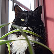 James is registered to the contest to win money with this photo: cat, black_and_white, green_eyes, window, plant, leaf, indoor, sunlight, shadow, red_wall, pet, feline, whiskers, close_up, curious, fur, domestic_animal, nature_indoor, still_life, animal_portrait