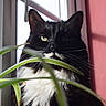 animal_portrait, black_and_white, cat, close_up, curious, domestic_animal, feline, fur, green_eyes, indoor, leaf, nature_indoor, pet, plant, red_wall, shadow, still_life, sunlight, whiskers, window