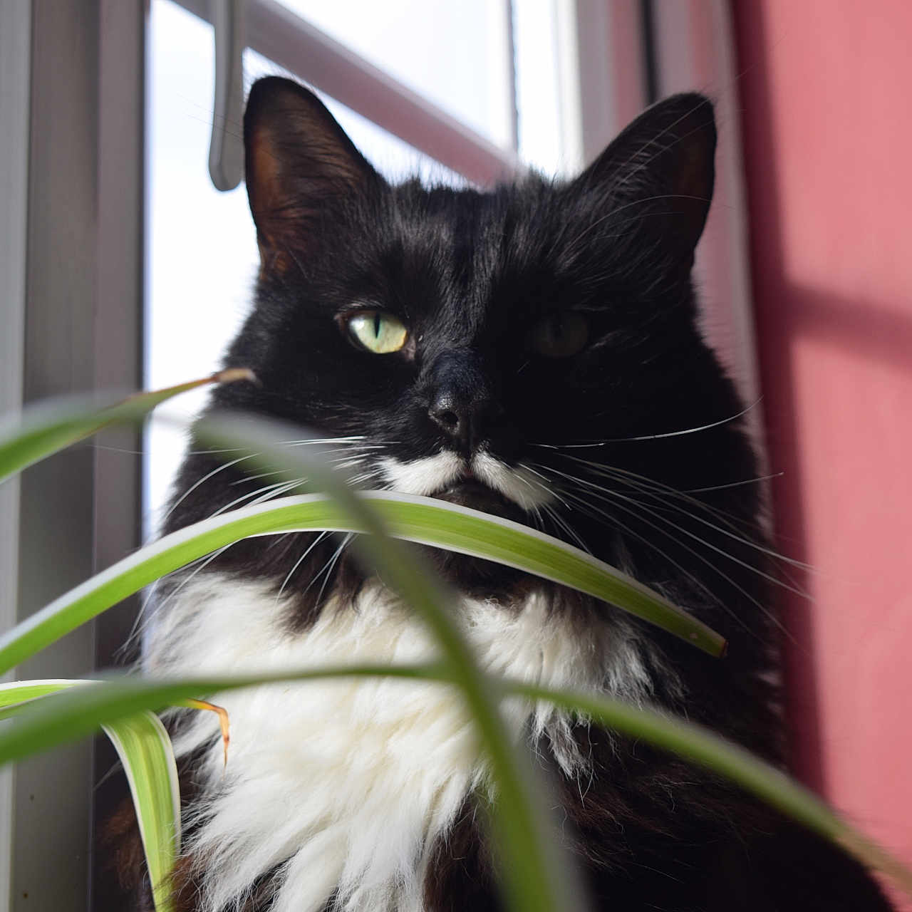 James is registered to the contest to win money with this photo: cat, black_and_white, green_eyes, window, plant, leaf, indoor, sunlight, shadow, red_wall, pet, feline, whiskers, close_up, curious, fur, domestic_animal, nature_indoor, still_life, animal_portrait
