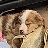 Aphéa a rejoint le concours — aidez-le/la à gagner de superbes lots ! puppy, dog, sleeping, shoe, croc, footwear, fur, brown, white, pet, cute, cozy, resting, indoor, floor, tile, closeup, adorable, animal, napping