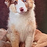 Aphéa a rejoint le concours — aidez-le/la à gagner de superbes lots ! adorable, animal, australian_shepherd, basket, blanket, blue_eye, brown_and_white, canine, close_up, cute, dog, fluffy, heterochromia, indoor, long_hair, pet, portrait, puppy, sitting, warm_lighting