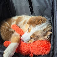 Aphéa participe au concours pour gagner de l'argent avec cette photo : animal, black_carrier, brown, calico_cat, cat, close_up, cozy, curled_up, cute, furry, indoors, orange, paw, pet, pink_nose, plush_toy, sleeping, sleepy, whiskers, white