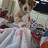 Aphéa participe au concours pour gagner de l'argent avec cette photo : puppy, dog, bed, blanket, indoor, furniture, television, colorful, fluffy, curious, playful, cozy, room, soft_lighting, pet, animal, young, cute, closeup, portrait