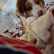 Aphéa a rejoint le concours — aidez-le/la à gagner de superbes lots ! puppy, dog, blanket, bed, cozy, indoor, cute, fur, snuggling, soft, nostalgic, colorful, comfort, animal, pet, sleepy, closeup, adorable, young, warm