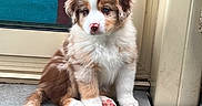 Aphéa participe au concours pour gagner de l'argent avec cette photo : puppy, dog, brown_and_white_fur, blue_eye, pink_nose, pink_paw_pads, sitting, door, mesh_screen, pet_shop_sign, concrete_floor, artificial_grass, cute, fluffy, young_dog, domestic_animal, pet, outdoor, window, calm