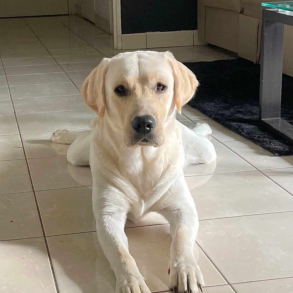 Simba