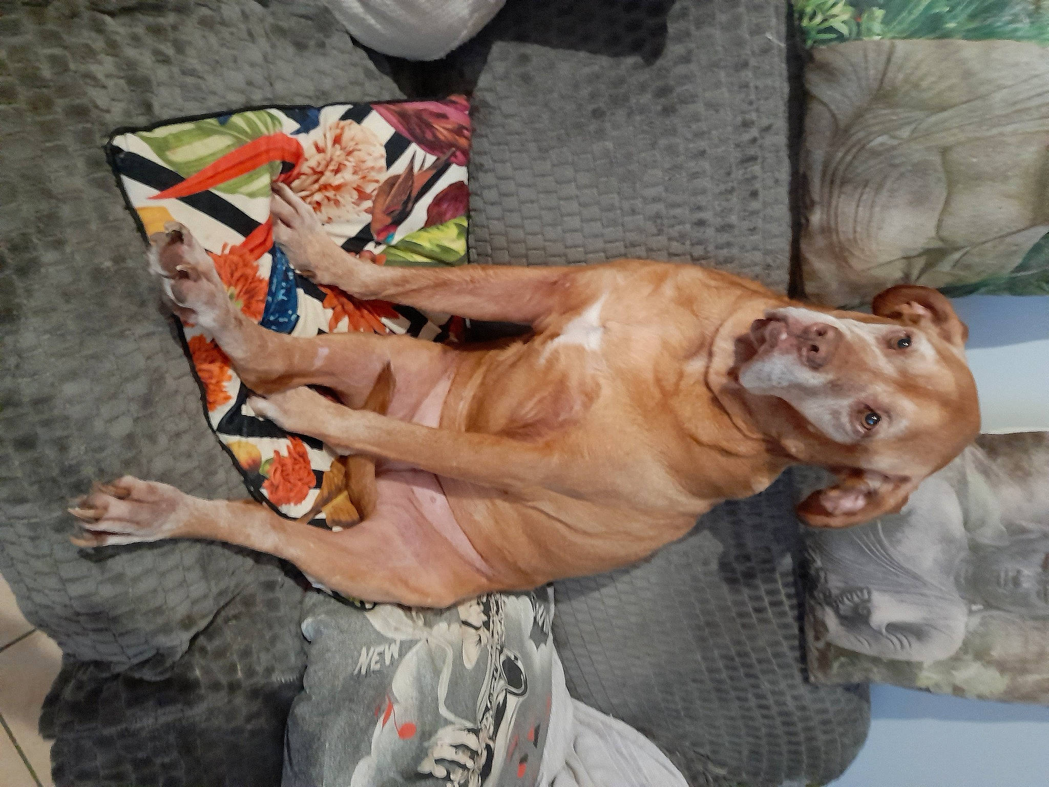 Isis participe au concours pour gagner de l'argent avec cette photo : canidae, carnivore, collar, companion_dog, dog, dog_breed, dog_collar, fawn, fur, guard_dog, liver, pointer, pointing_breed, retriever, sporting_group, weimaraner, whiskers, wood, working_animal, wrinkle