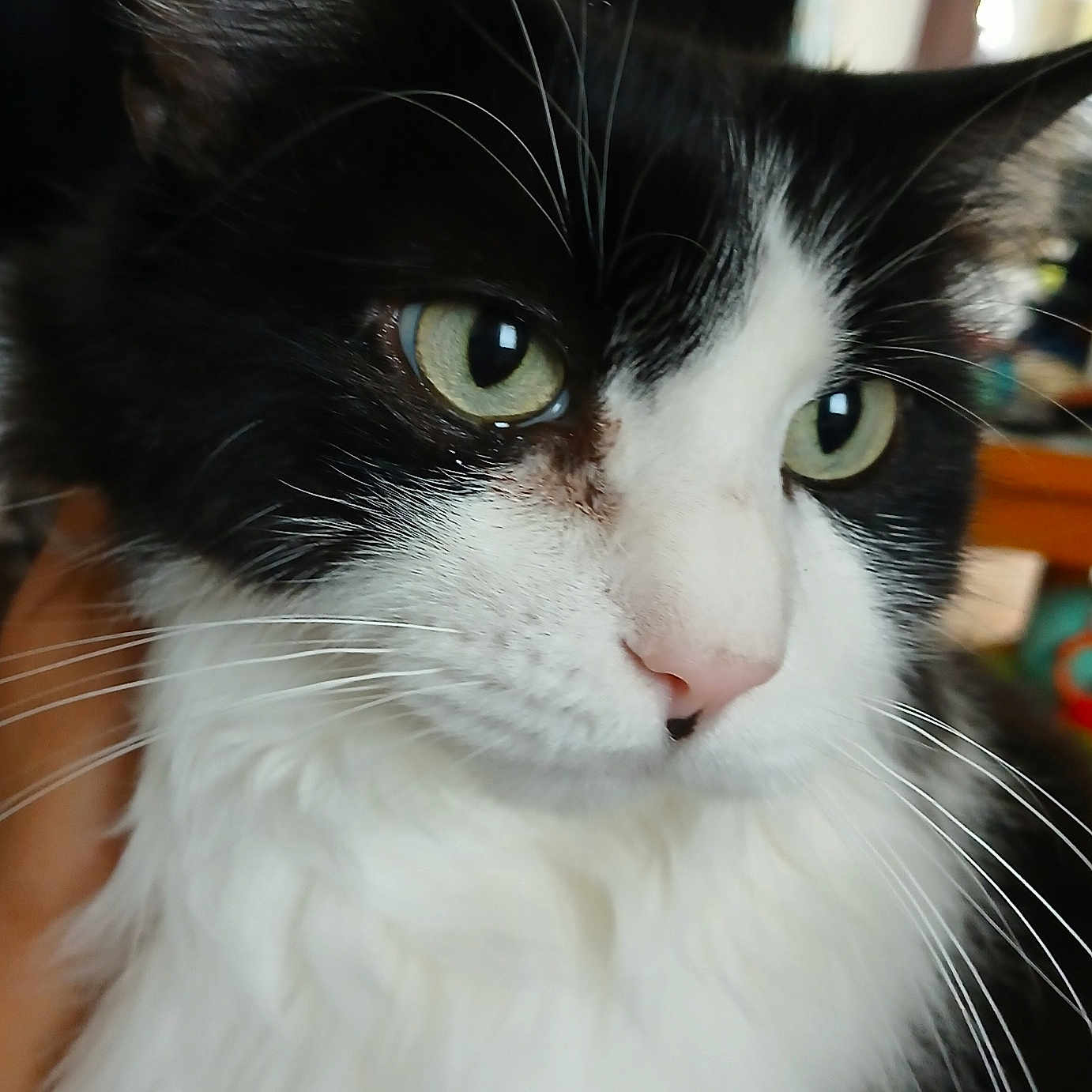 Pépito participe au concours pour gagner de l'argent avec cette photo : cat, black_and_white, close_up, portrait, pet, feline, green_eyes, whiskers, fur, tuxedo_cat, animal, indoors, face, eyes, nose, ears, long_hair, white_fur, black_fur, photography