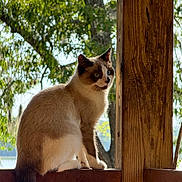Coco is registered to the contest to win money with this photo: animal, cat, curious, daylight, ears, eyes, fur, greenery, mammal, nature, outdoor, pet, profile, siamese_cat, sitting, sunlight, tail, tree, wood, wooden_railing