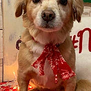 Jackie is registered to the contest to win money with this photo: animal, carpet, closeup, cute, decor, dog, ears, face, festive, fur, holiday, indoor, pet, portrait, red, scarf, sitting, tail, white, wooden