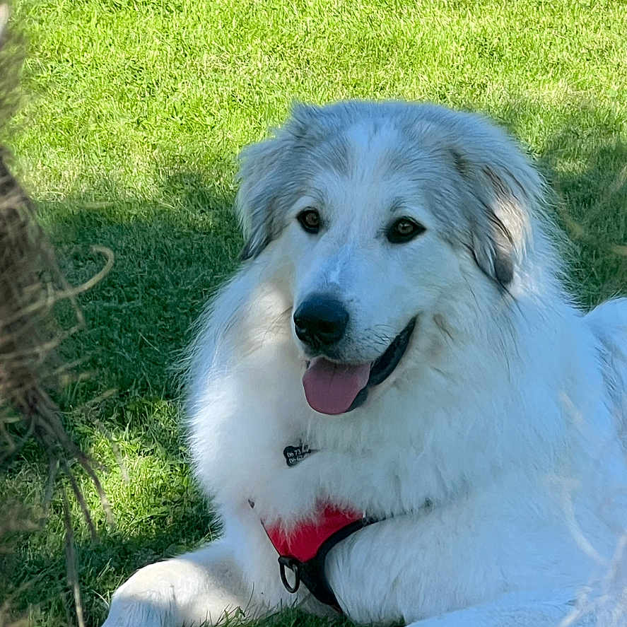 Thor a rejoint le concours — aidez-le/la à gagner de superbes lots ! animal, ball, canine, collie, dog, eskimodog, goldenretriever, grass, hound, husky, lawn, outdoors, pet, plant, puppy, sport, tennis, tennisball, terrier, whitedog