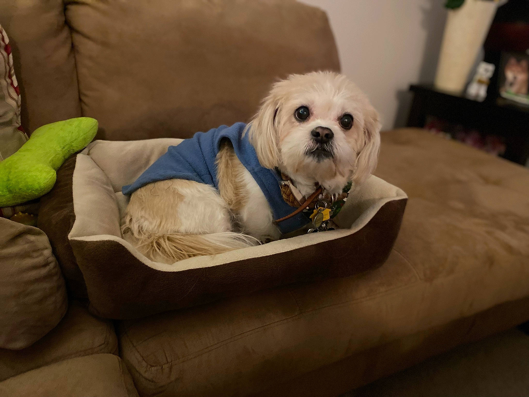 Sammy is registered to the contest to win money with this photo: bowl, canidae, carnivore, club_chair, comfort, companion_dog, couch, dog, dog_bed, dog_breed, dog_supply, fawn, fur, pet_supply, puppy_love, small_terrier, sporting_group, terrier, toy_dog, working_animal