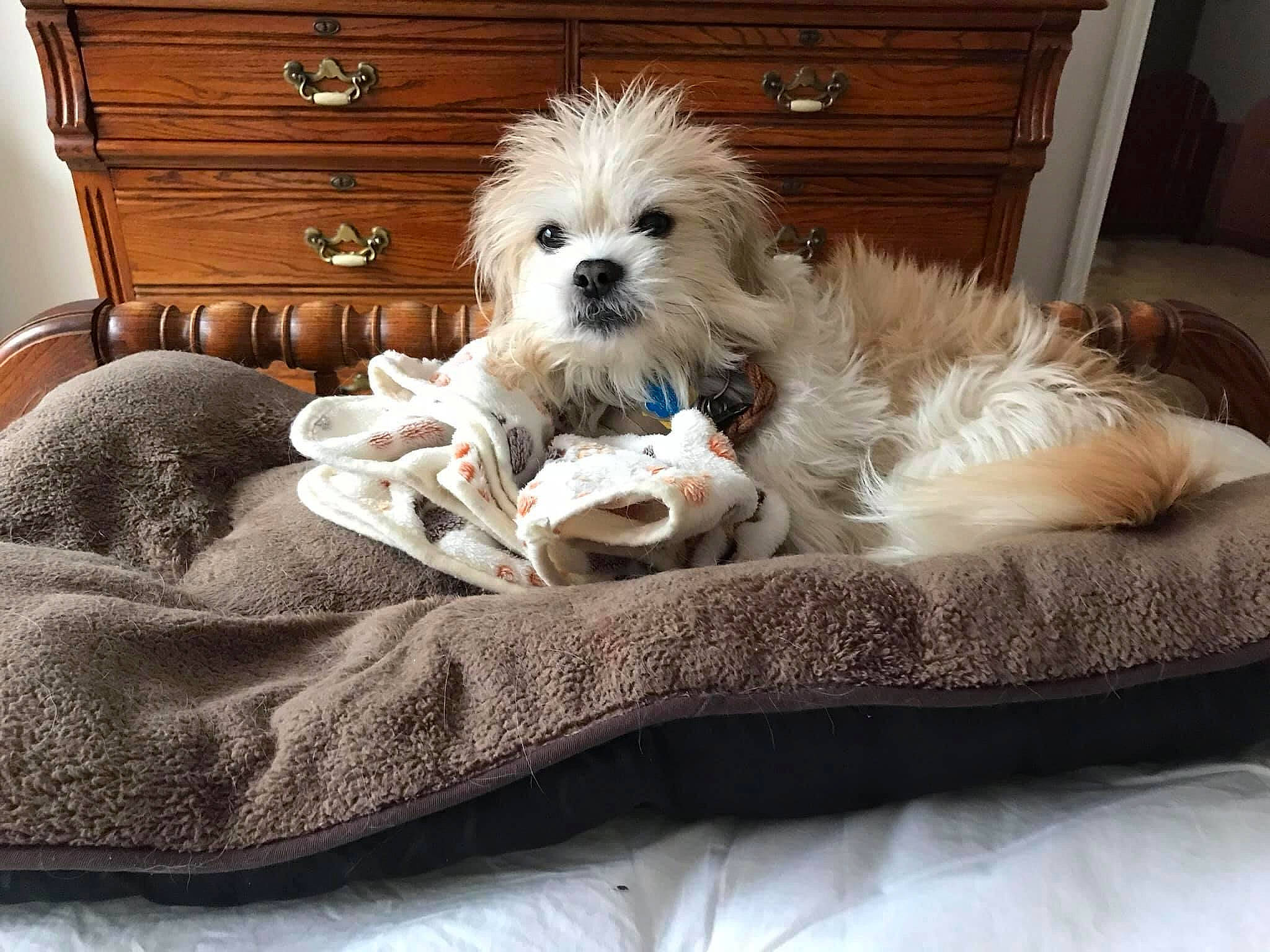 Sammy is registered to the contest to win money with this photo: cabinetry, canidae, carnivore, chest_of_drawers, comfort, companion_dog, dog, dog_breed, dog_supply, drawer, fawn, fur, puppy_love, small_terrier, sporting_group, terrier, toy, toy_dog, wood, working_animal