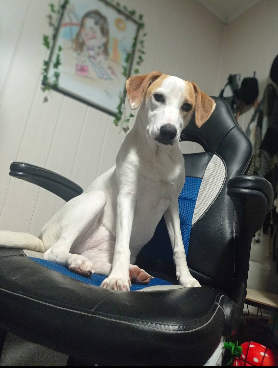 Nala a rejoint le concours — aidez-le/la à gagner de superbes lots ! automotive_exterior, car_seat, carnivore, chair, collar, comfort, companion_dog, dog, dog_breed, dog_supply, fawn, lap, paw, picture_frame, sitting, sporting_group, tail