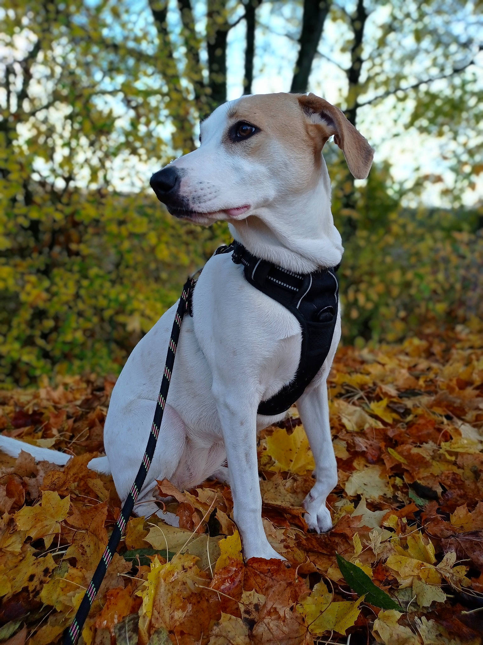 Nala participe au concours pour gagner de l'argent avec cette photo : adventure, autumn, canidae, carnivore, collar, companion_dog, dog, dog_breed, dog_collar, dog_supply, fawn, leash, non_sporting_group, pet_supply, plant, rampur_greyhound, snout, sporting_group, tree, working_animal