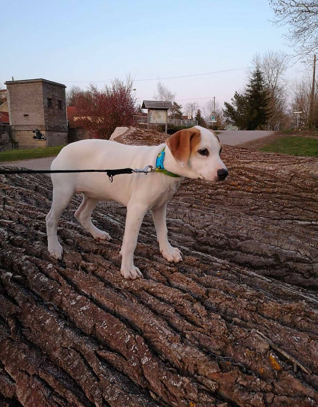 Nala participe au concours pour gagner de l'argent avec cette photo : canidae, carnivore, collar, companion_dog, dog, dog_breed, dog_collar, fawn, grass, landscape, pet_supply, plant, sky, snout, soil, sporting_group, tail, tree, wood, working_animal