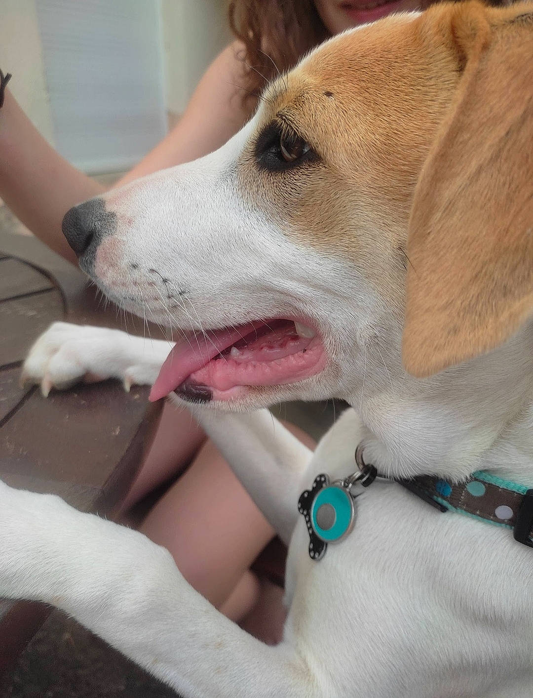 Nala a rejoint le concours — aidez-le/la à gagner de superbes lots ! canidae, carnivore, collar, companion_dog, dog, dog_breed, dog_collar, fashion_accessory, fawn, fur, gesture, human_leg, jaw, jewellery, leash, paw, selfie, snout, sporting_group, whiskers