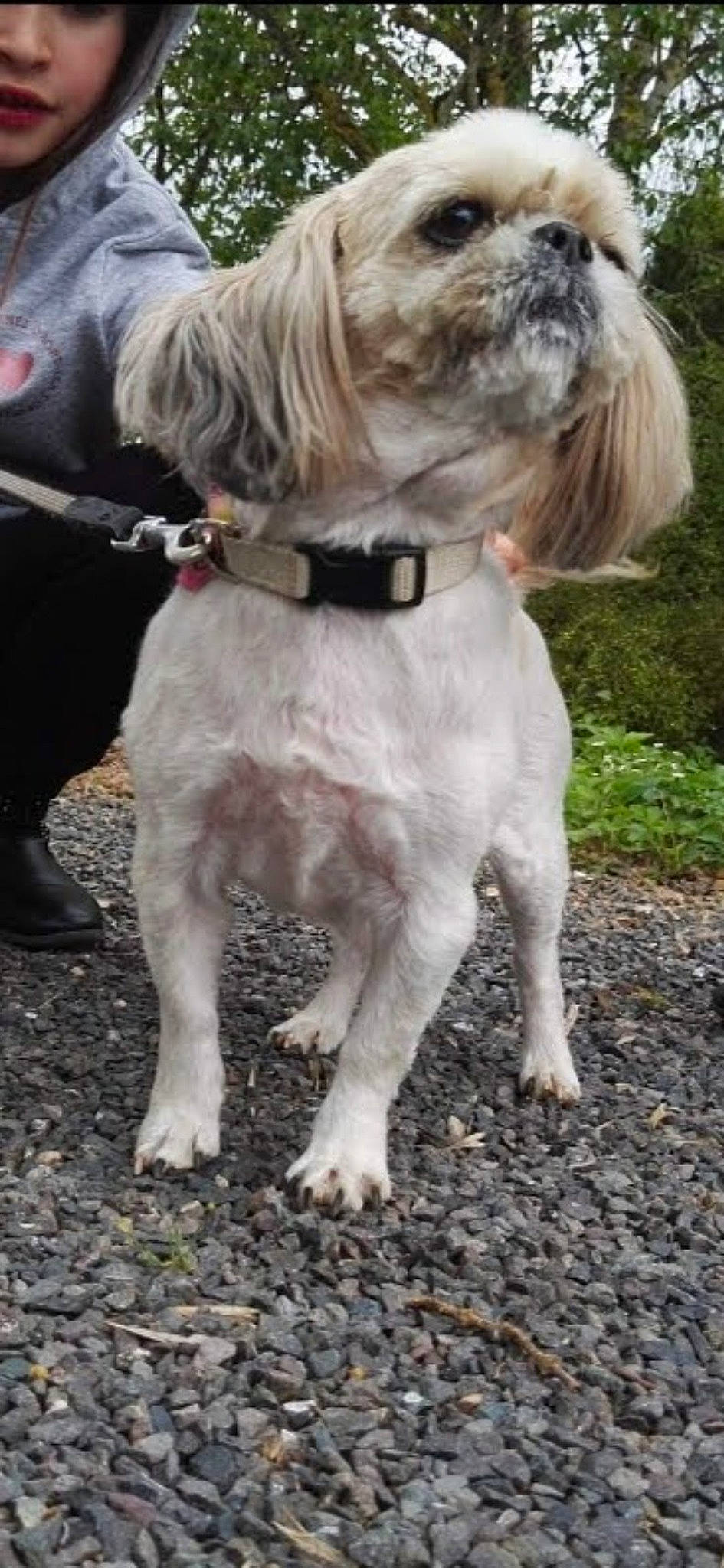 Gaya a rejoint le concours — aidez-le/la à gagner de superbes lots ! carnivore, chinese_crested_dog, collar, companion_dog, dog, dog_breed, dog_clothes, dog_collar, dog_supply, fashion_accessory, fawn, fur, leash, pet_supply, plant, small_terrier, sporting_group, terrier, toy_dog, working_animal