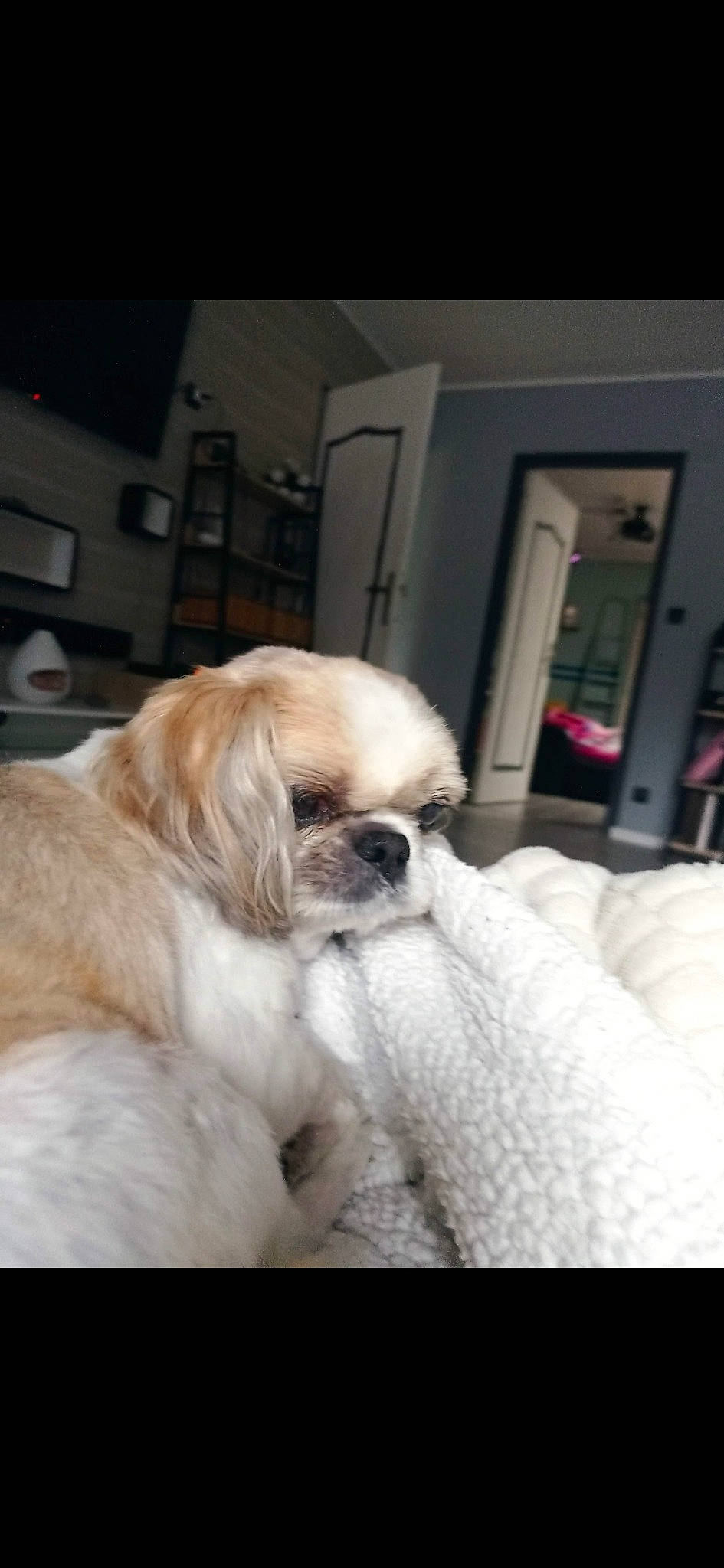 Gaya participe au concours pour gagner de l'argent avec cette photo : canidae, carnivore, comfort, companion_dog, dog, dog_breed, door, ear, fawn, fur, linens, liver, picture_frame, snout, sporting_group, terrestrial_animal, toy_dog, whiskers, working_animal, wrinkle