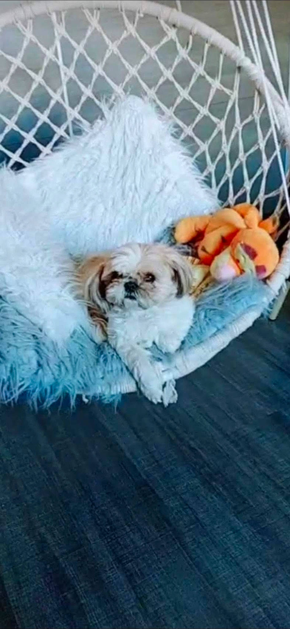 Gaya a rejoint le concours — aidez-le/la à gagner de superbes lots ! canidae, carnivore, companion_dog, dog, dog_breed, dog_clothes, dog_crate, dog_supply, fawn, fur, labradoodle, mesh, pet_supply, puppy_love, shih_poo, small_terrier, sporting_group, terrier, toy, toy_dog